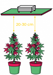 THE JACKSON 250/150/W